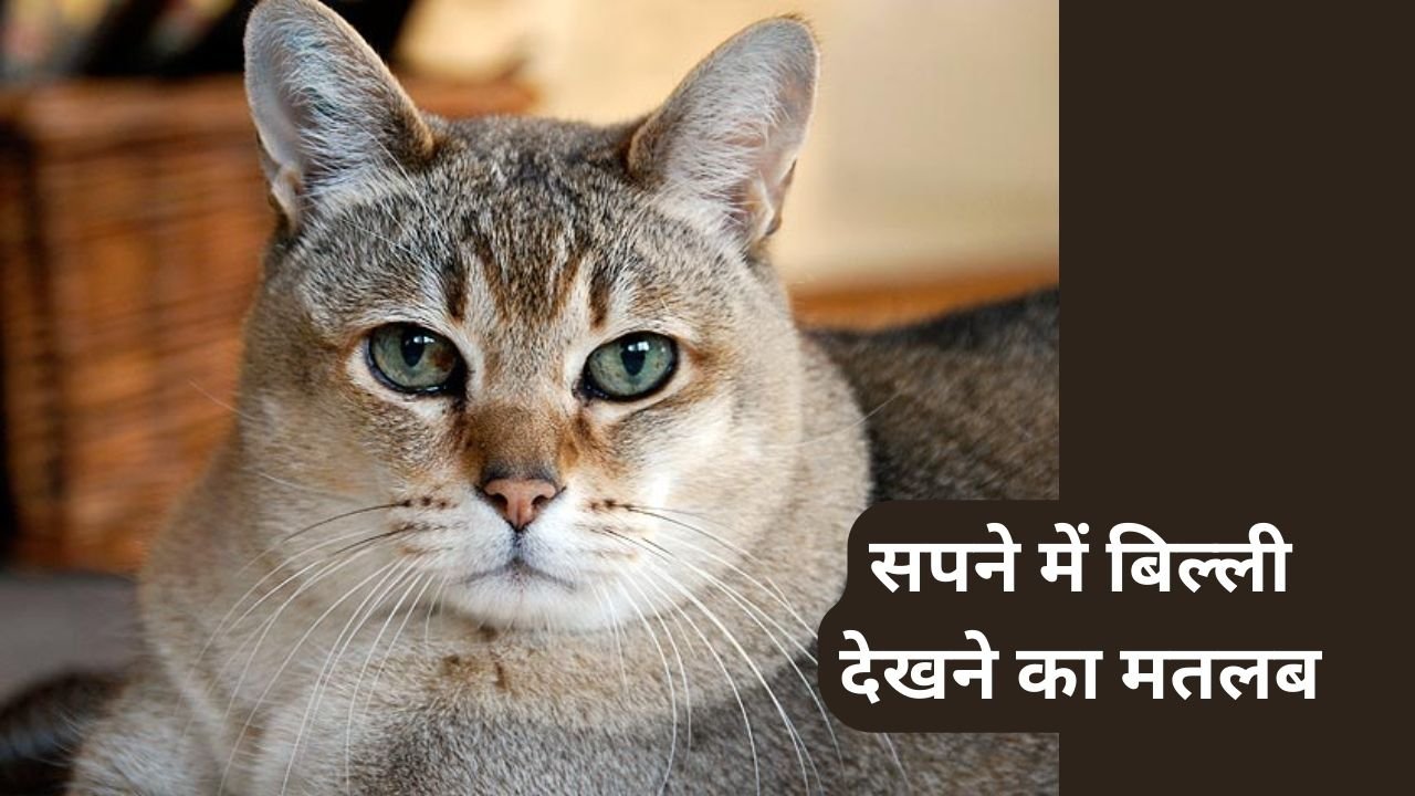 Sapne me Cat Dekhna